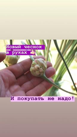 Bultas - bez papildu ķiploku gultā. Foto: blog.garlicfarm.ru