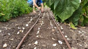 5 Pamata triki stādīšanas ķiplokus ziemā ražot lielu ražu