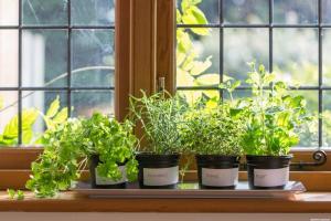 Ko jūs varat augt dārzeņi un garšaugi uz balkona no dzīvokļa