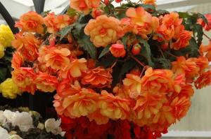 Ampelnye begonijām izdaiļot jūsu mājas, balkons un dārzs! Foto un apraksts
