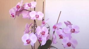5 Blunders aprūpē Phalaenopsis orhidejas
