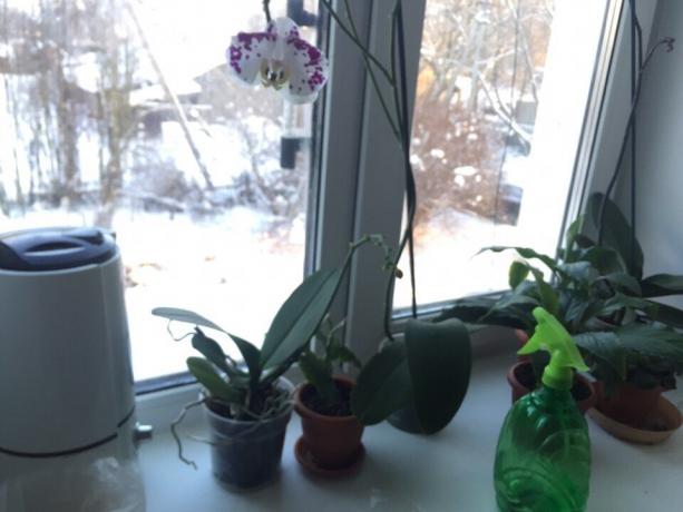Ziemas mitrinošs orhideja