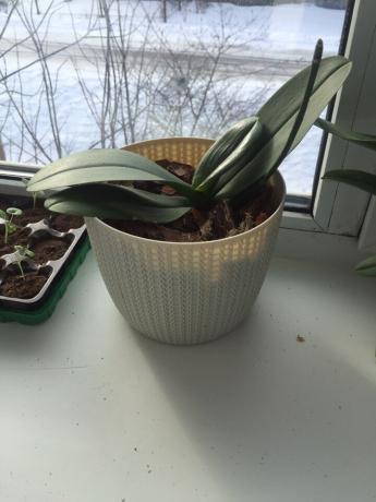 Mana orhideja pēc transplantācijas pareizā veidā, lai ātri atgūt no līča, un iegāja izaugsmi