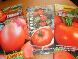 Pirmo ražu tomātiem - sākt ar kādiem atzīmēm?