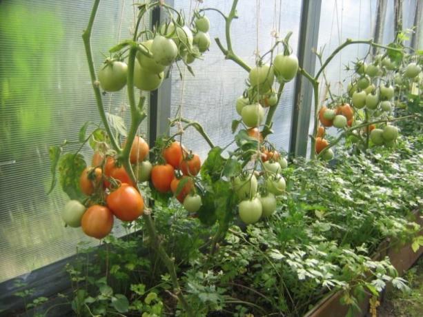 Nogatavošanās tomātiem siltumnīcā var paātrināt! (Mojateplica.ru)