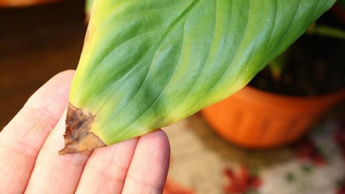 Tropical skaists Spathiphyllum reaģē uz sausuma un karstuma viena no pirmajām