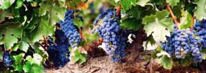Paātrinot novecošanās vīnogulāju