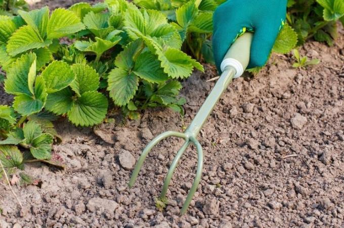 Esi pārliecināts proryhlit augsni pirms mulčēšana | Mājai un Dārzkopība