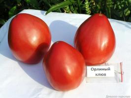 4 labākās tomātu šķirnes siltumnīcām un atklātā laukā. Top apkopoti ekspertu.