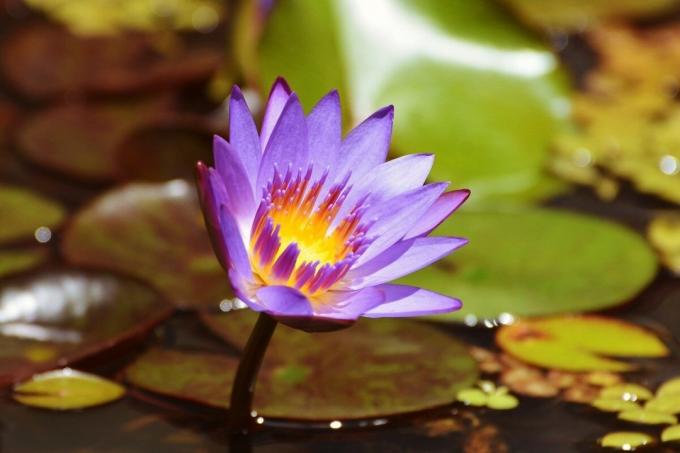 Blue Lotus - aizliegts skaistums | ZikZak