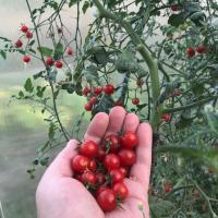 Cherry Kāpēc domā, pirms stādīšanas tomātiem? lidot ziedi