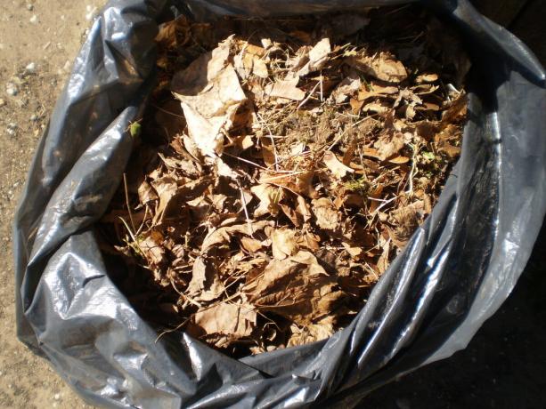 Lapu metiens trash maisā kompostēšanas