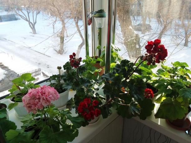 Ja jūsu geraniums zied ziemā, tad "miera periodā", tas nav obligāti. Es uzskatu, ka paši augi zina, kā vislabāk