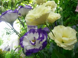 Eustoma: kā augt "Irish Rose", par to pašu