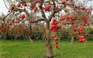 Kā pareizi rūpēties par veciem augļu kokiem dārzā