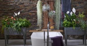 Ar vannas istabā augi veicina svētlaimīgs atmosfērā. 6 varianti par "dzīvu" dekoru