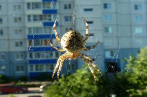 Kāpēc nevar pieskarties zirnekļi dzīvo tavā mājā.
