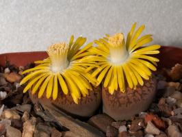 Lithops: klintis un augi?