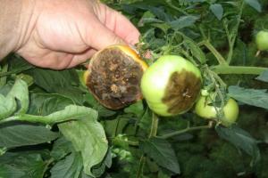 Jūlijs - laiks no tomātu pret Phytophthora obligāto apstrādi. Nepieciešamība procesu.