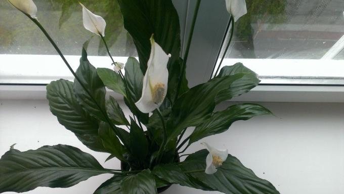 Spathiphyllum uz palodzes (kashalot.com)