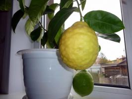 Izvēloties piemērotu mājas dažādiem citronu pareizi
