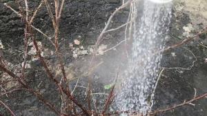 Laistīšanas krūmu dārzā verdoša ūdens neatstās iespēja uz kaitēkļiem