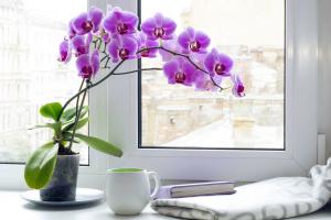 Folk Omens par Phalaenopsis orhidejas: tas ienes mājā? Nozīme krāsu