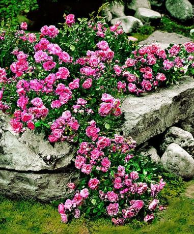 Paklāju rožu un akmeņi - skaista un neparasta kombinācija
