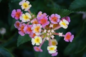 Lantana - aprūpe mājās