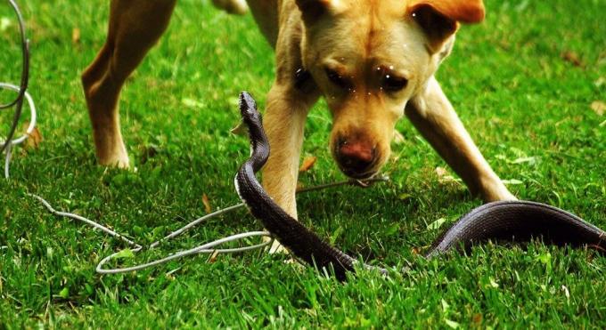 Dažas suņu šķirnes nebaidās stāties kaujas ar čūsku