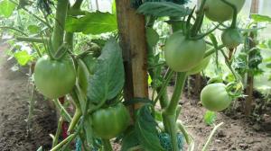 Pienācīgi apgriezt tomātu lapām - palielināt ražu līdz 2 reizes