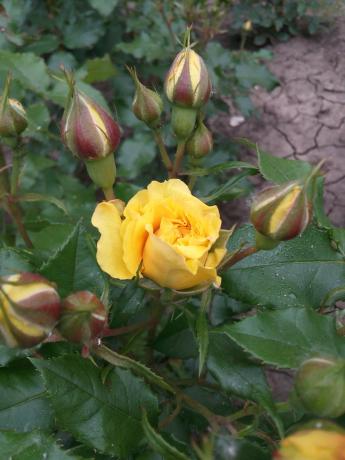 Mana mīļākā dzeltena roze dārzā vajadzībām pajumti