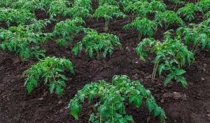 Kā mēs varam paātrināt izaugsmi iestādīto stādu tomātu un pipariem.