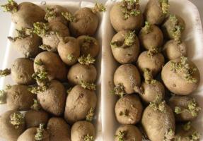 Aprīlis - sāk dīgt kartupeļiem ražot augstu ražu.