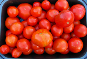Kad sivēnmāšu tomāti, kādā laika posmā? Padomi iesācējiem