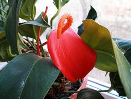 Kā atdzīvināt mirst Anthurium