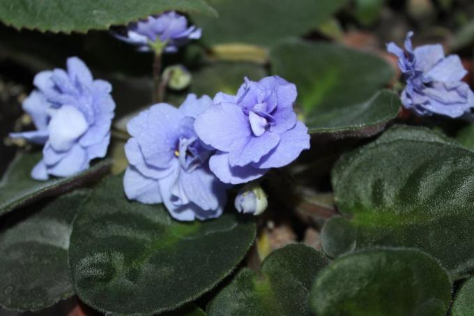 Vijolītes (Saintpaulia uzambarskie) - skaisti un delikāts ziedi ģimenes Gesneriaceae