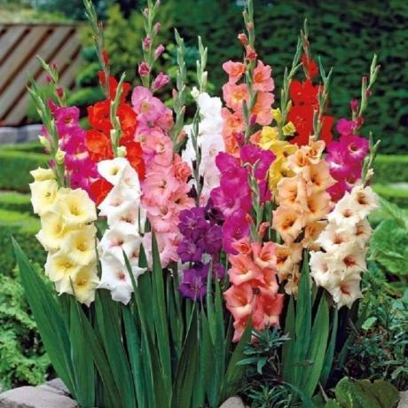 Par Gladiolus skaistums (zelenyjmir.ru)