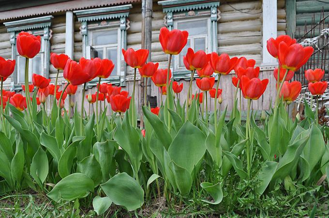 Red tulpes - mūžīgas klasika krievu puķkopība. Foto: fotoload.ru