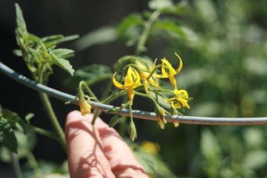 Par mākslīgo apputeksnēšanu no tomātiem tehnoloģija palielina ražu laikos! (Foto no fb.ru)