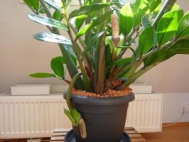 Audzēšana Zamioculcas: 6 svarīgus padomus florists