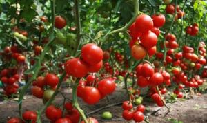 Nātre - vēss tomātu mērci