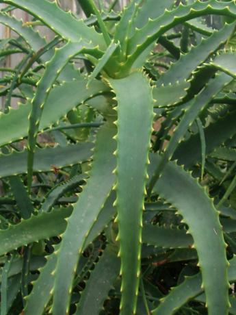 Aloe arborescens - populārs iekštelpu ziedu