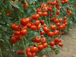 Mēslošana rauga palielināt ražu gurķiem un tomātiem
