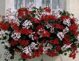 Meet jauki geraniums hang-notriecot, gatavs, lai izdaiļot jūsu mājās un dārzs