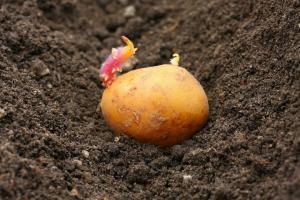 Cīņa par ražu: kā augu kartupeļiem