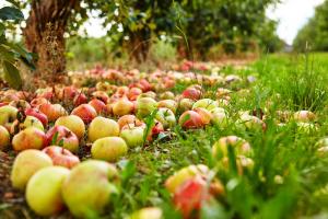 Kāpēc āboli nokrist priekšlaicīgi? Kā atrisināt šo problēmu bagātu ražu
