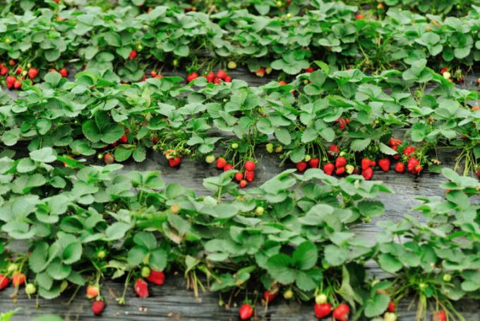 Strawberry plantācija skaudība! (Isons.com)