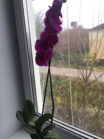 Pēc pienācīgas fit manu orhideju uzreiz uzplaukusi