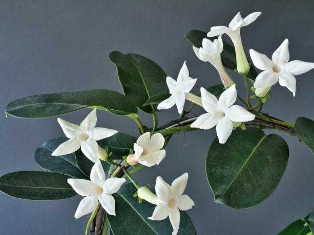 Liana-oriģināls nav lielīties mainīgums krāsvielas, bet viņa nebija nepieciešams: balti ziedi izskatās labi, ļoti gudrs. Jo īpaši, ja daudzi no tiem.